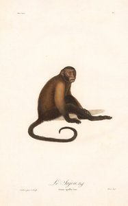 Macaco-prego (Simia apella) de Jean Baptiste Audebert