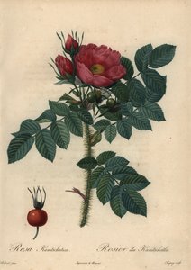 Rosa carmesim japonesa; Rosa rugosa.