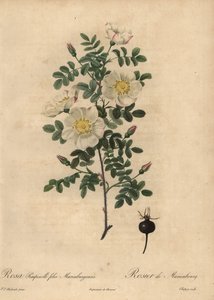Rosa pimpinellifolia Mariaeburgensi, rosa queimada de Marienbourg