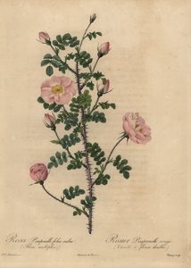 Rosa Burnet rosa, Rosa pimpinellifolia.