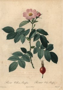 Rosa maçã rosa, Rosa villosa.