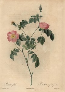 Rosa foetida, Rosier um fetide de frutas.