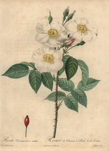 Rosa Damask branca, Rosa x damascena.