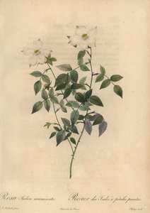 Rosa chinesa branca e rosa, Rosa chinensis.