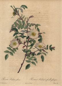 Rosa branca e rosa, Rosa reduttea glauca. de Jean Baptiste Chapuy