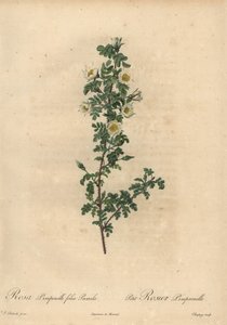 Rosa pimpinellifolia Pumila.