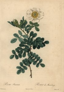 Rosa bracteata branca, Rosa bracteata,