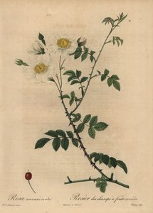Rosa arvensis, Rosa arvensis.