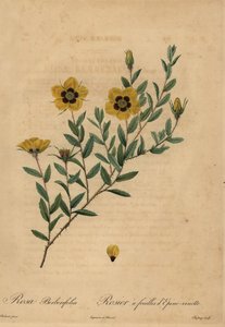Rosa berberifolia amarela. de Jean Baptiste Chapuy