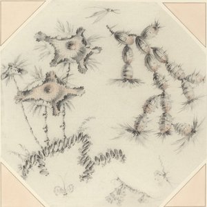 Flores de bambu e cactos de Jean Baptiste Pillement