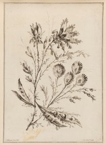 Ramo de Flor de Jean Baptiste Pillement