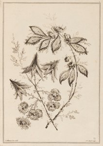 Ramo de Flor de Jean Baptiste Pillement