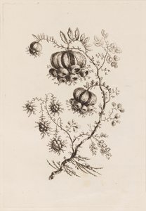 Ramo de Flor, de "Fleurs Persanes" de Jean Baptiste Pillement