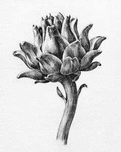 Alcachofra, de Jean Bernard de Jean Bernard