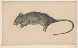 Rato morto de Jean Bernard