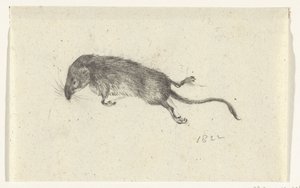 rato morto