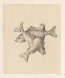 Três peixes dispostos transversalmente de Jean Bernard