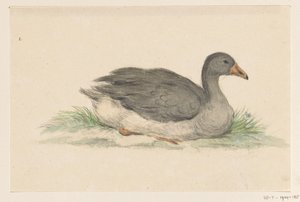 Pato, para a direita de Jean Bernard