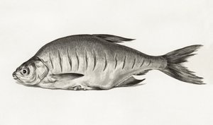 Fish (1775–1833) de Jean Bernard