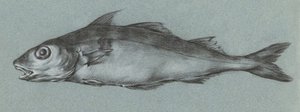 Fish Green (1775–1833) de Jean Bernard