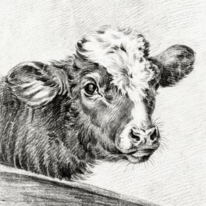 Cabeça de vaca de Jean Bernard