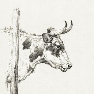 Cabeça de vaca, virada para a direita (1820) de Jean Bernard