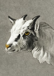 Cabeça de cabra – Modo Retrato de Jean Bernard