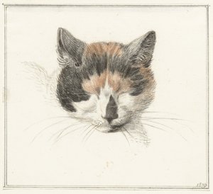 Cabeça de um gato de colo, de frente, com os olhos fechados de Jean Bernard