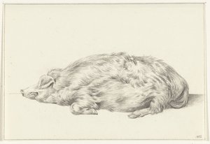 Porco deitado, à esquerda de Jean Bernard