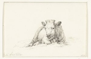 Vaca deitada, de frente