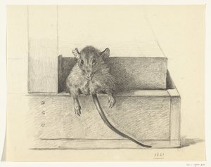 Rato (numa armadilha?) de Jean Bernard