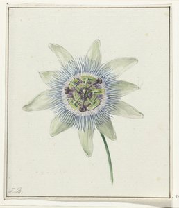Flor de Paixão de Jean Bernard