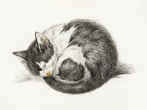 Gato enrolado, deitado e a dormir (1825) de Jean Bernard