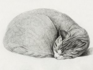 Gato enrolado, deitado a dormir, de Jean Bernard (1775-1883) de Jean Bernard