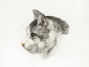 Esboço de um gato (1819) Por Jean Bernard (1775-1883) de Jean Bernard