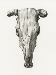 Crânio de vaca - Vista frontal (1816) de Jean Bernard