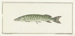 Pike de Jean Bernard