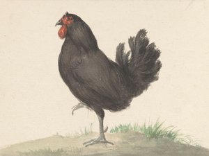 Galinha Preta em Pé (1775–1833) de Jean Bernard