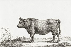 Standing Bull de Jean Bernard