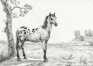 Cavalo malhado em pé de Jean Bernard