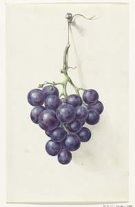 Cacho de uvas azuis de Jean Bernard
