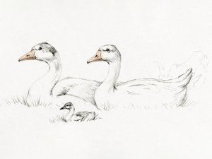 Dois gansos com uma cria (1775–1833) de Jean Bernard