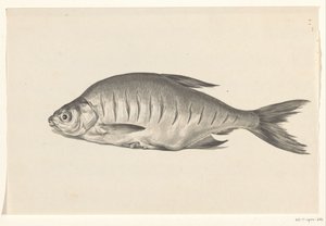Peixe, deitado à esquerda, com entalhes de Jean Bernard