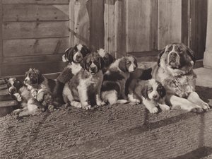 Suíça: Os famosos cães de São Bernardo (foto p/b)
