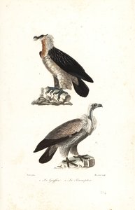 Águia barbuda e grifo da Eurásia.