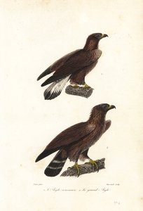 Águia dourada, Aquila chrysaetos.