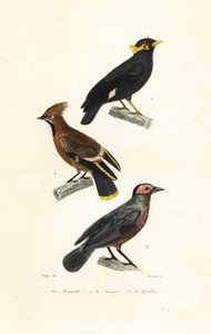 Hill myna, asa de cera boémia e coleto.