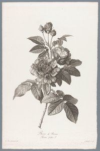 Franse roos
Rose de Provins / Rosa Gallica L. (título sobre o objecto)
Flores desenhadas depois da natureza (...) (título da série) de Jean Godefroy