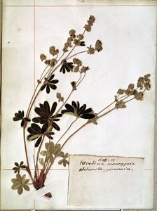 Alquemila, de um Herbário (flores prensadas)
