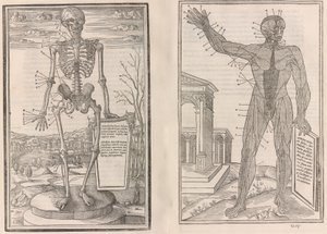 Dissecção das partes do corpo humano de Jean Jollat